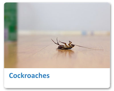 Are Insects Invading Your Home Or Business? | Ecomist Australia