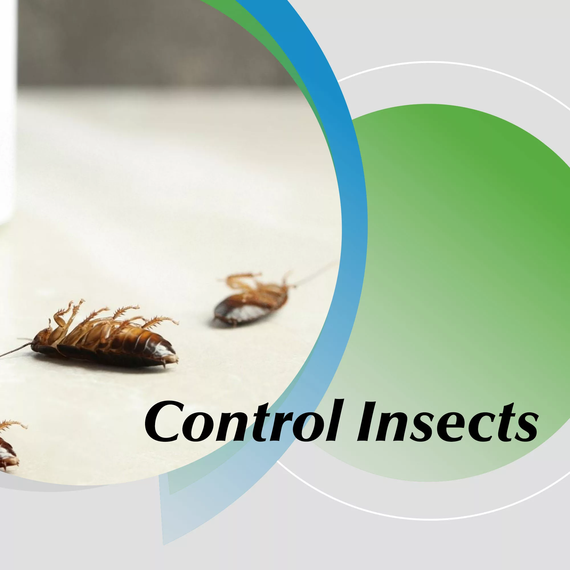 Pest Controller Australia